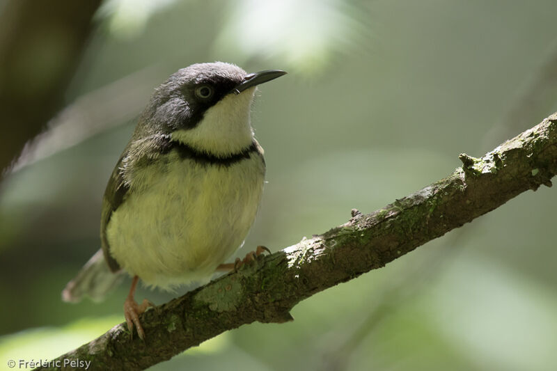 Apalis à collier mâle adulte