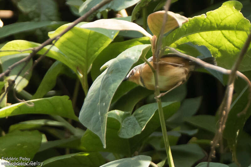 Apalis du Ruwenzoriadulte