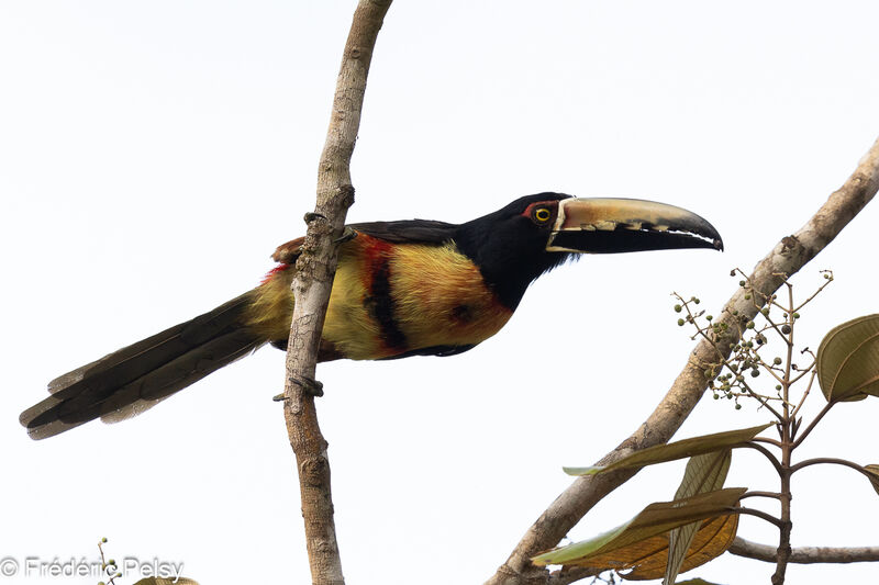 Araçari à collier