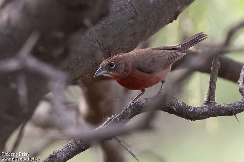 Red Pileated Finch male immature, identification