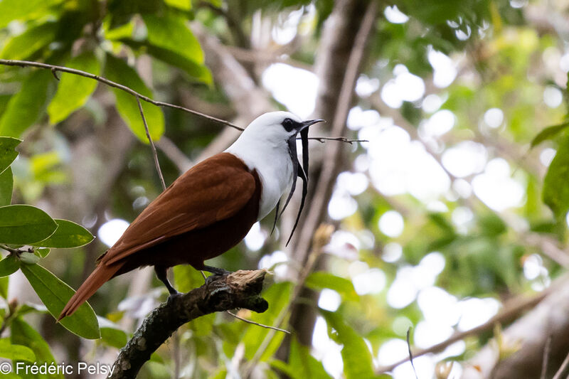 Three-wattled Bellbird male