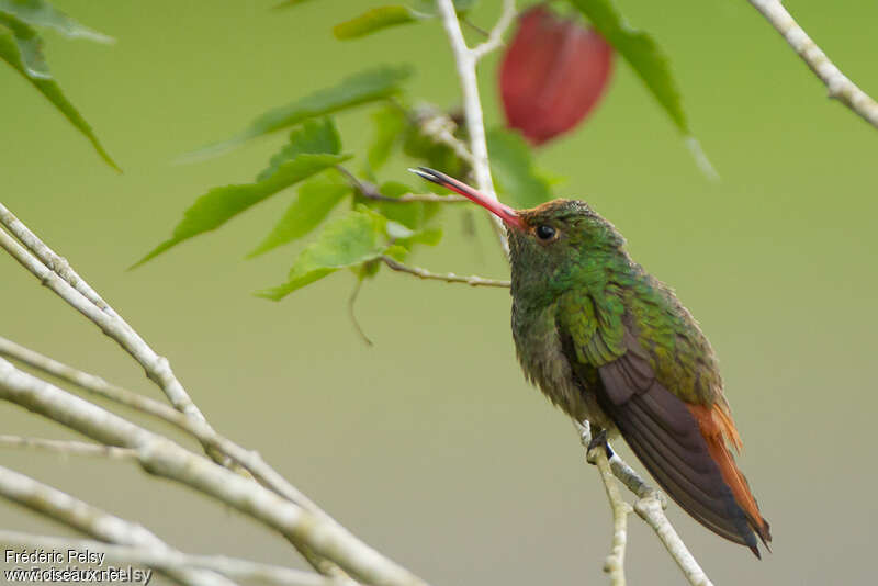 Rufous-tailed Hummingbird male adult, identification