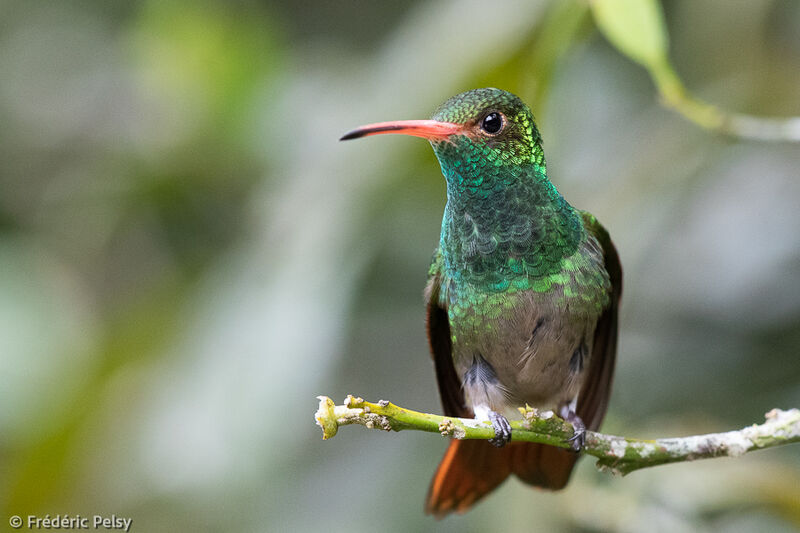 Rufous-tailed Hummingbird