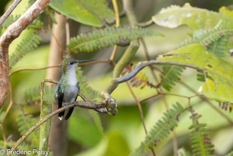 Blue-chested Hummingbird