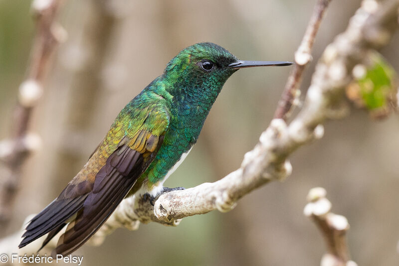 Snowy-bellied Hummingbird