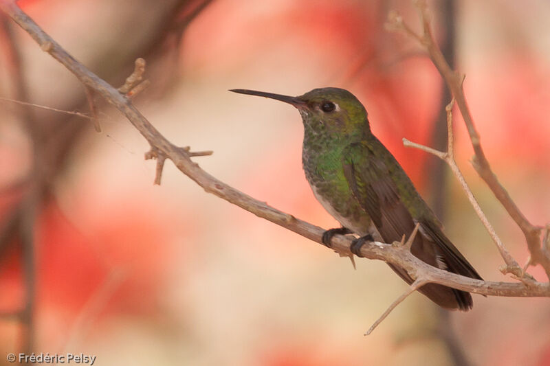 Glittering-throated Emerald