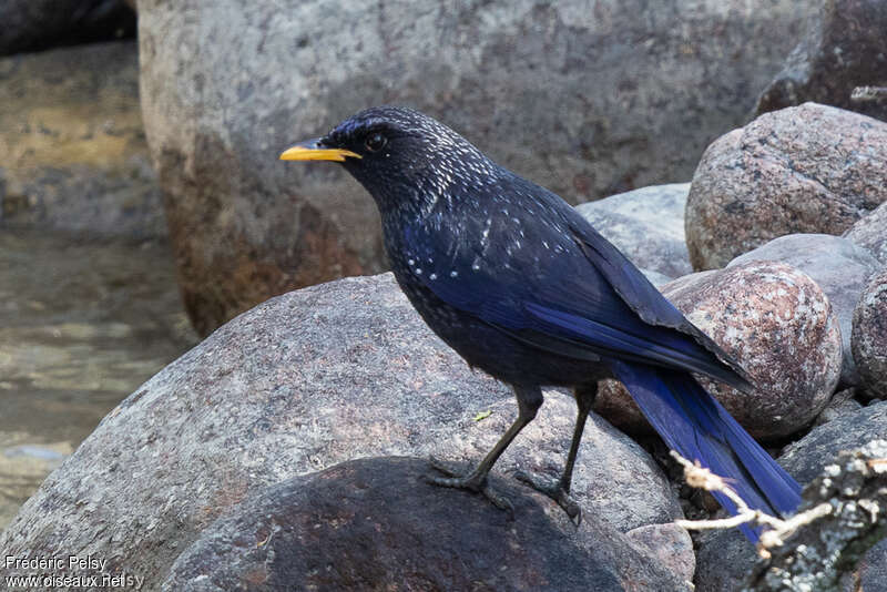 Blue Whistling Thrushadult, identification