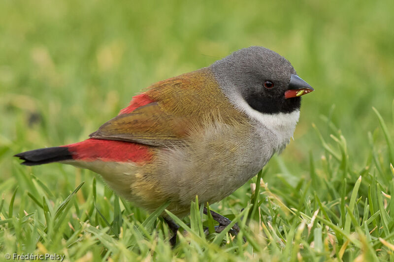 Swee Waxbill male adult