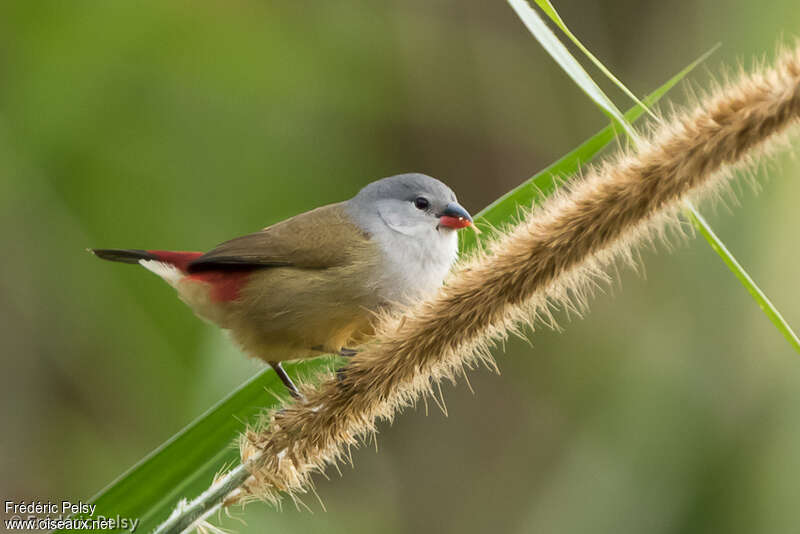 Yellow-bellied Waxbilladult, feeding habits, eats