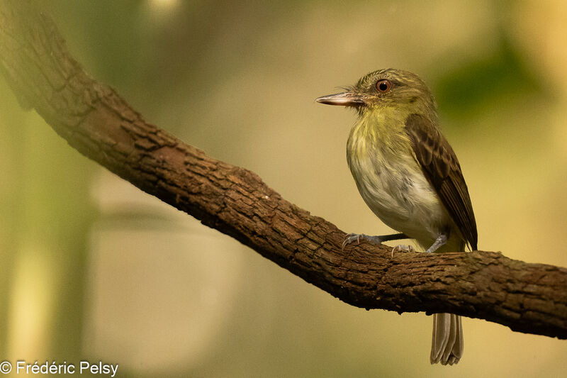 Bright-rumped Attila