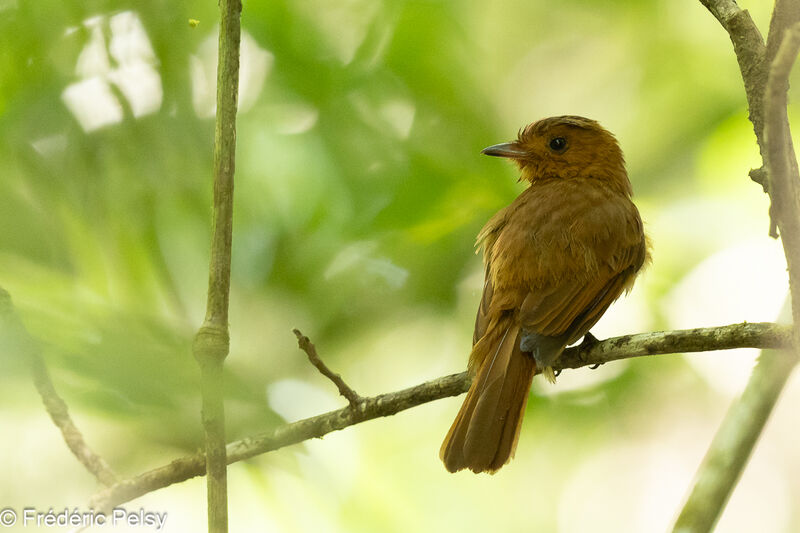 Rufous Mourner