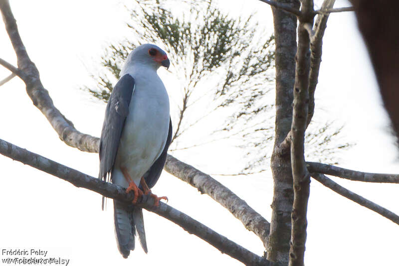 Grey-headed Goshawkadult