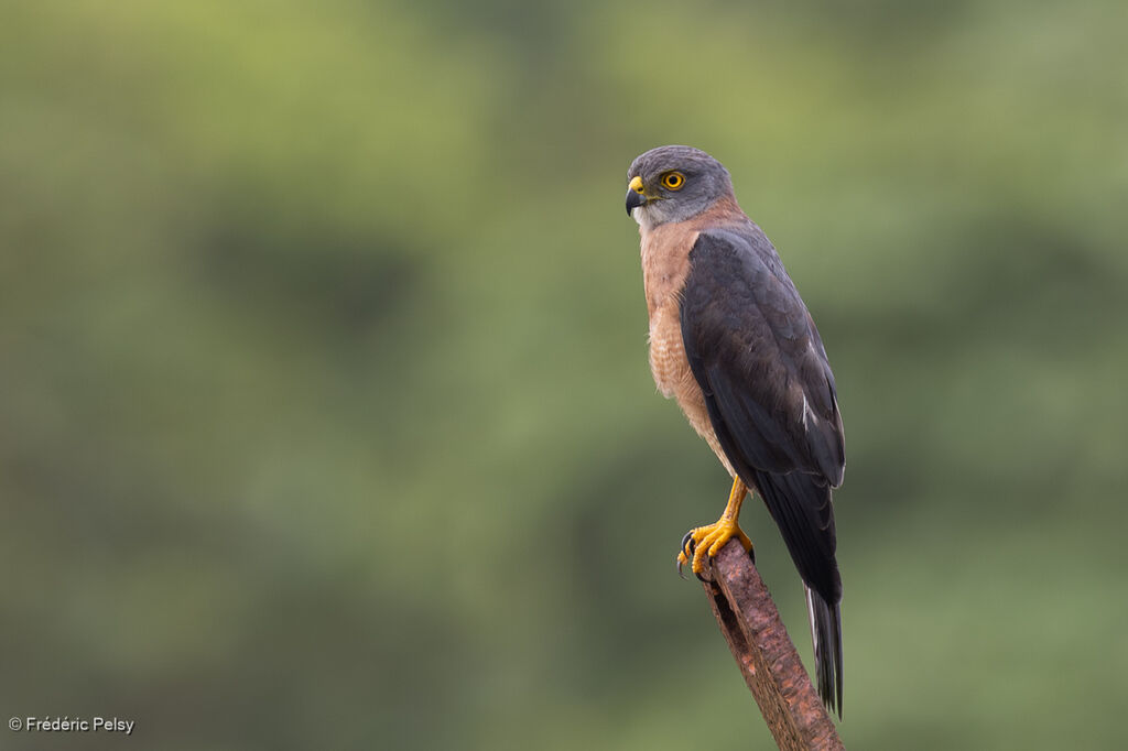 Autour australienadulte