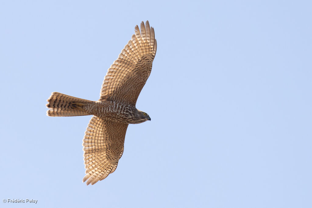Brown Goshawk