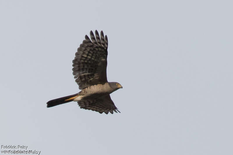 African Goshawkadult, Flight