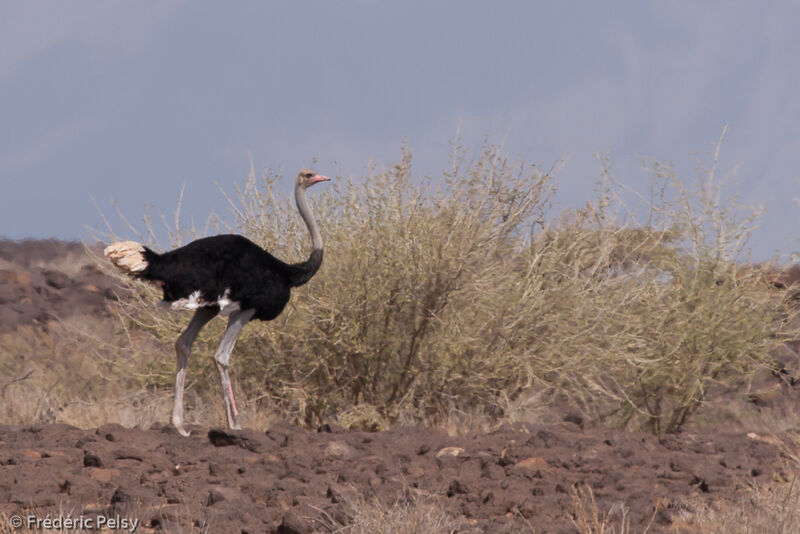 Somali Ostrich male adult