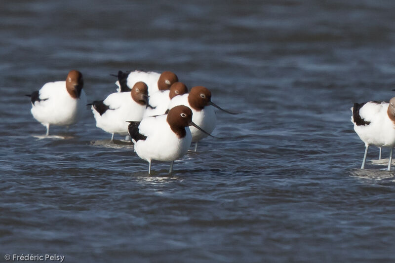 Avocette d'Australie