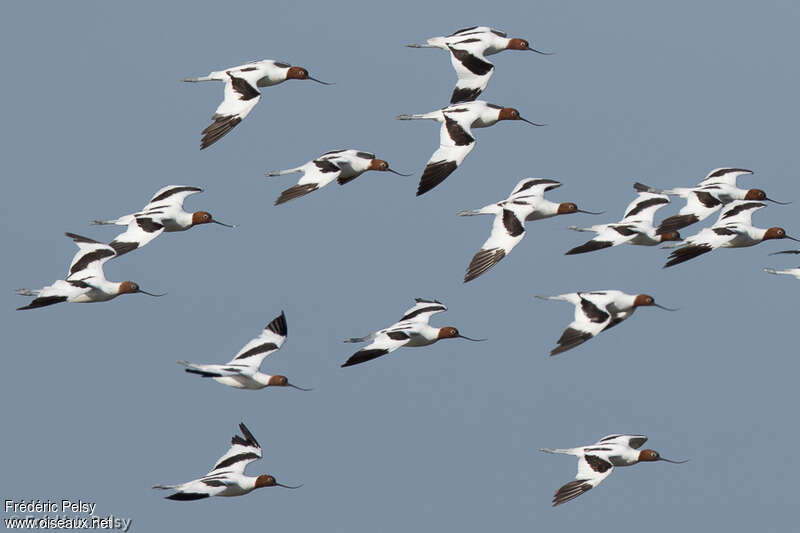 Avocette d'Australieadulte, Vol