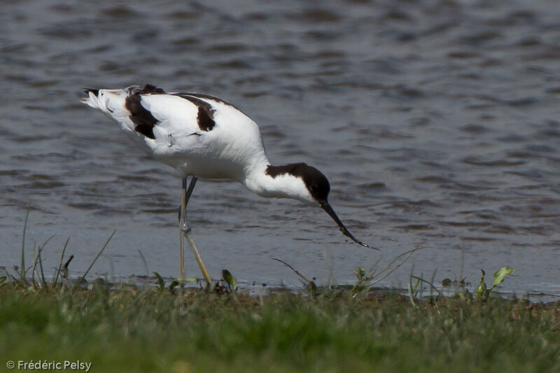 Pied Avocet