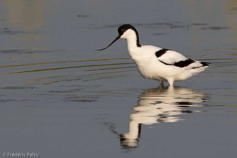 Pied Avocet