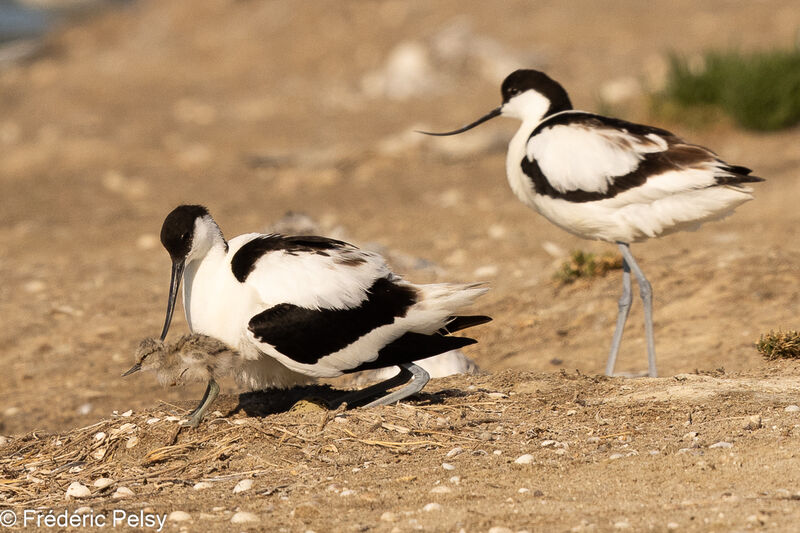 Pied Avocet