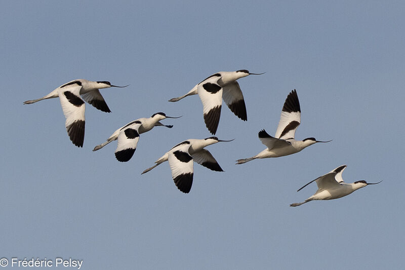 Avocette élégante, Vol