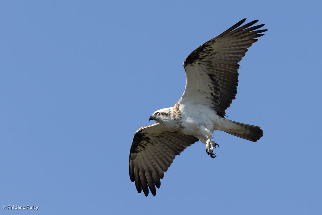 Balbuzard d'Australie