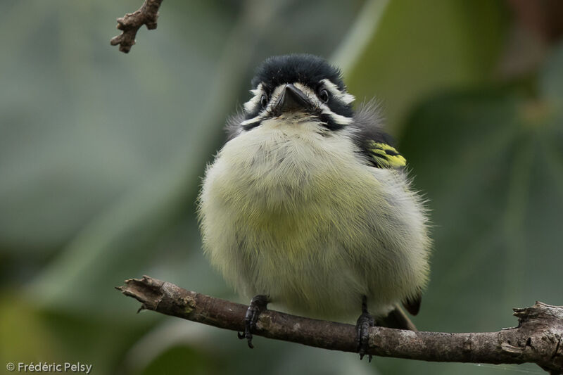 Yellow-rumped Tinkerbirdadult