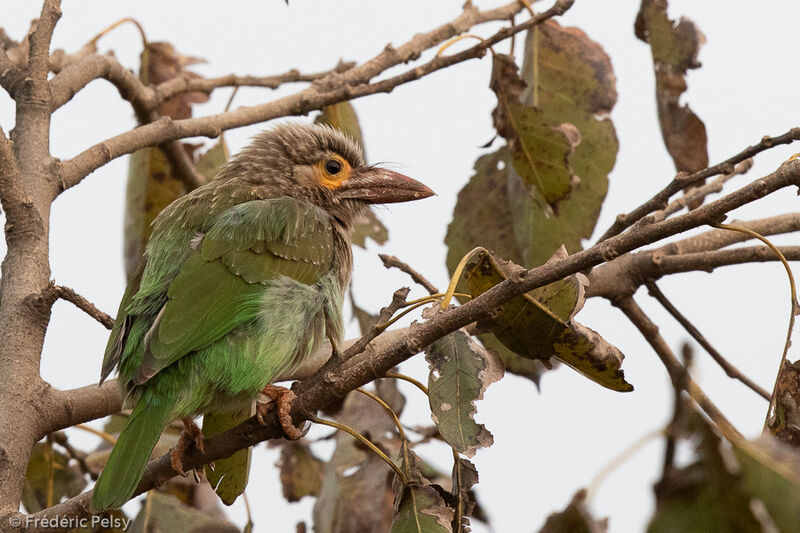 Brown-headed Barbet