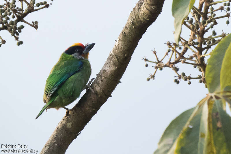 Golden-throated Barbetadult, identification