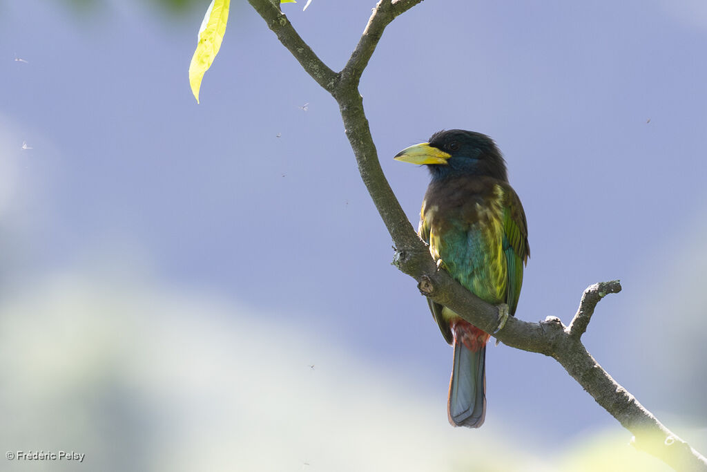Great Barbet