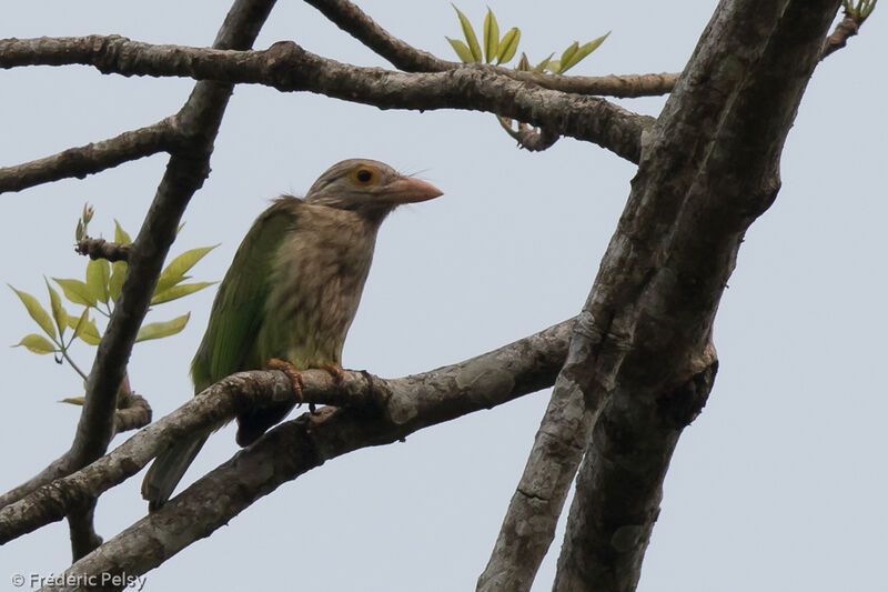 Lineated Barbet