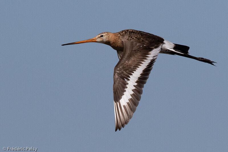 Black-tailed Godwit, Flight