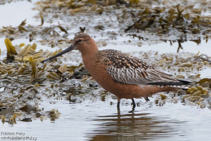 Bar-tailed Godwit male adult, identification