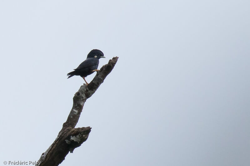 Sulawesi Myna