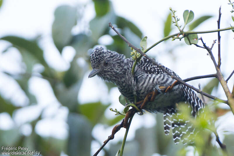 Bar-crested Antshrike male adult, identification