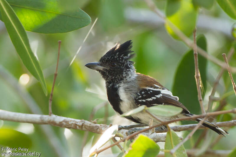 Batara huppé mâle adulte, identification