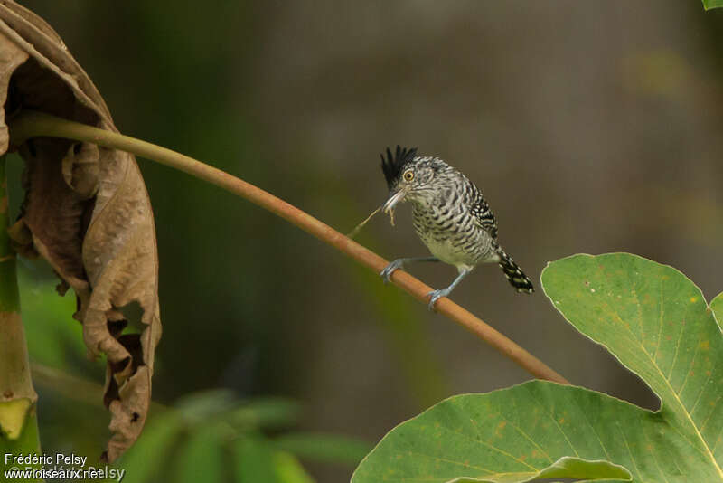 Barred Antshrike male adult