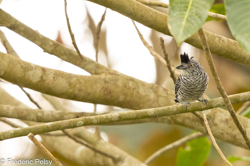 Barred Antshrike