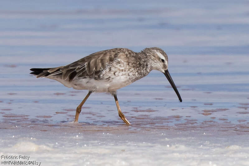 Stilt Sandpiperadult post breeding, walking, fishing/hunting, Behaviour