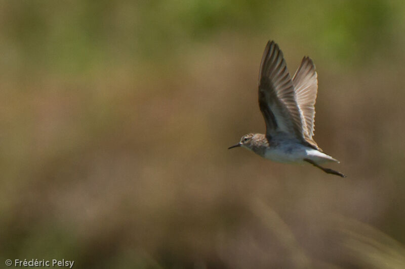 Long-toed Stint, Flight