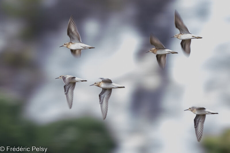 Sharp-tailed Sandpiper, Flight