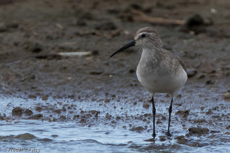 Curlew Sandpiper