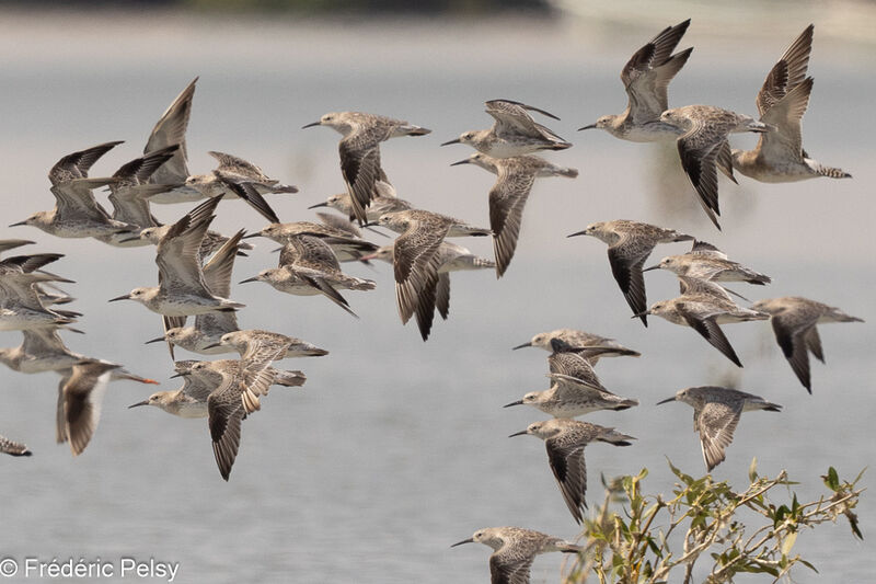 Great Knot, Flight