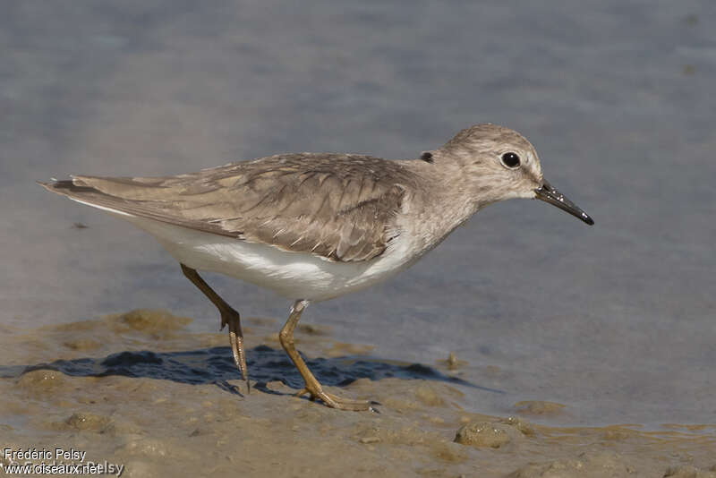 Temminck's Stintadult post breeding, aspect, pigmentation, walking, Behaviour