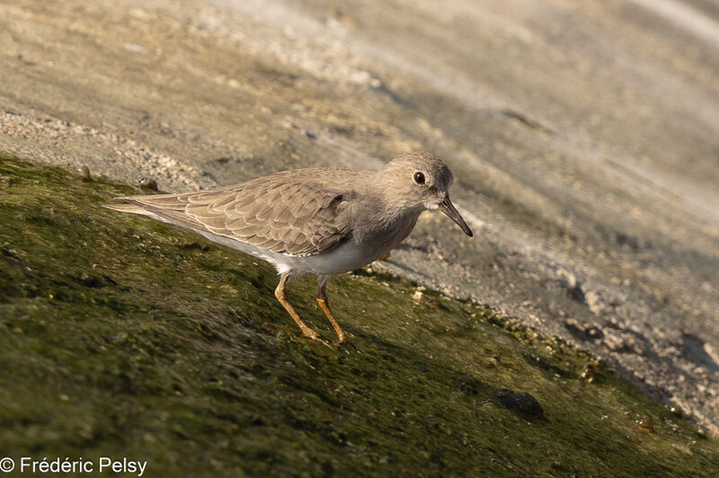 Temminck's Stint