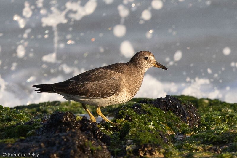 Surfbird