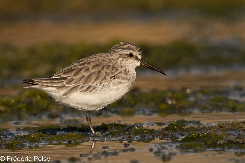 Broad-billed Sandpiperadult post breeding