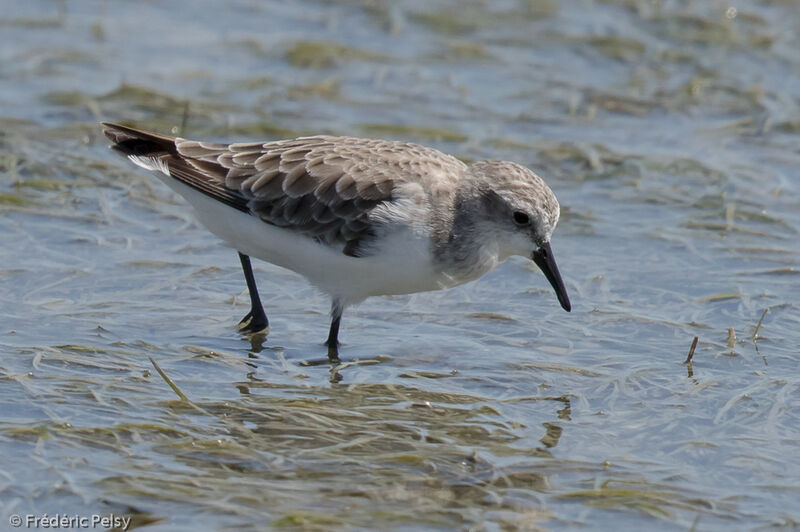 Little Stint