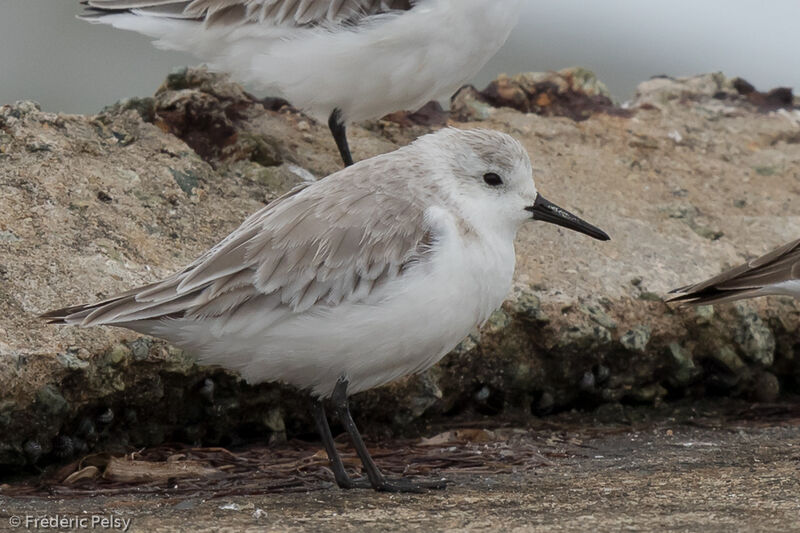 Sanderlingadult post breeding